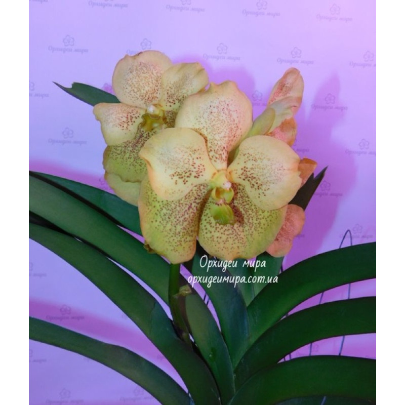 Орхидея Vanda Yellow Spots - купить, доставка Украина